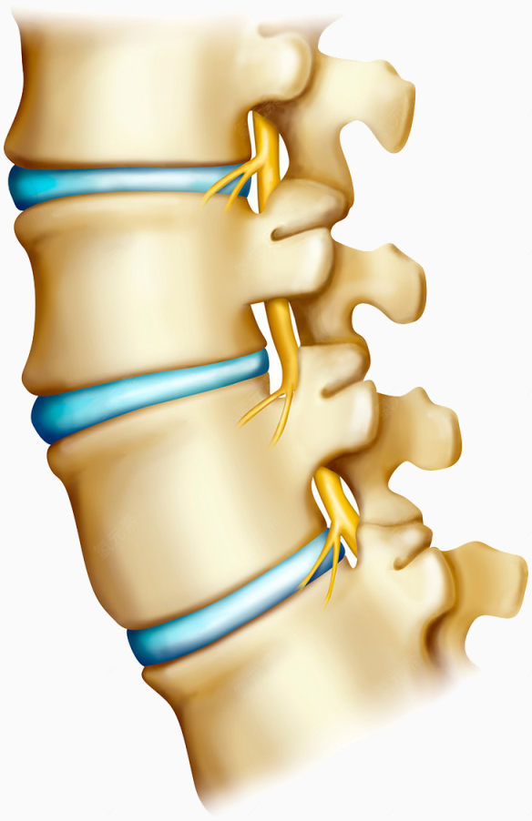脊椎骨头医学图片下载