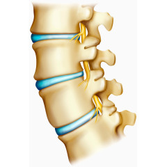 脊椎骨头医学图片