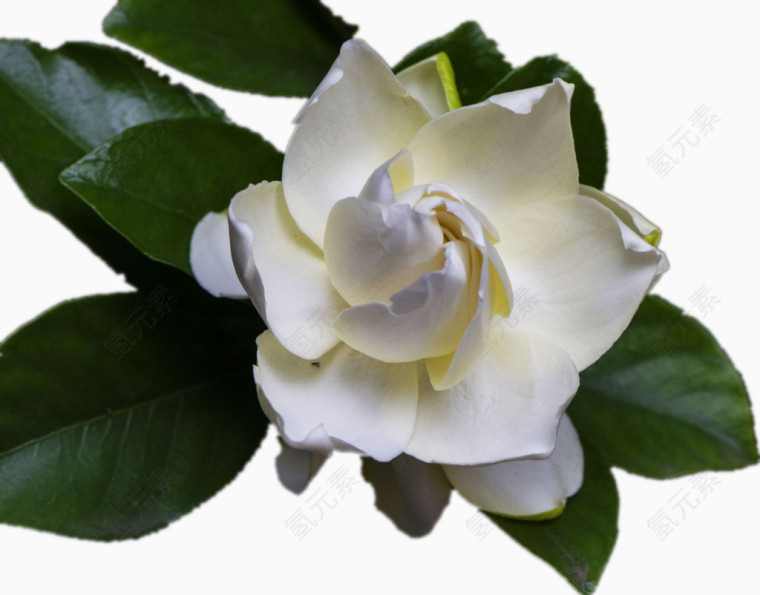 一朵洁白色的花朵
