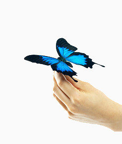 蝴蝶停在手上