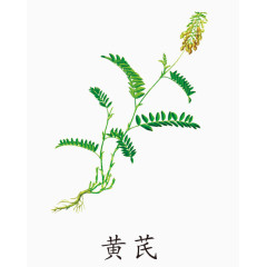 黄芪免抠素材免费下载