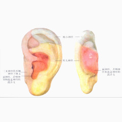 耳朵构造分布