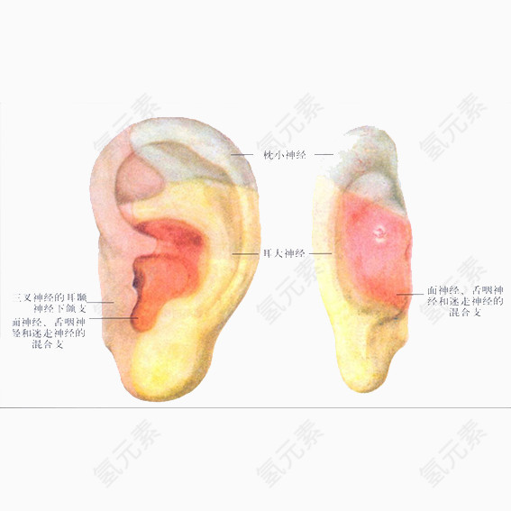 耳朵构造分布