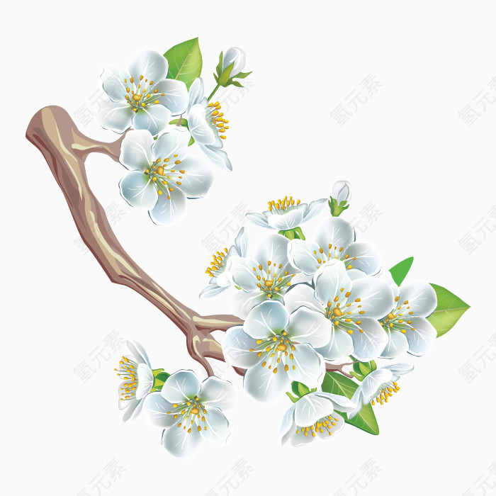 白色花朵png素材