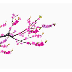 玫红色桃花树枝装饰图案