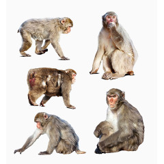 不同造型的猴子