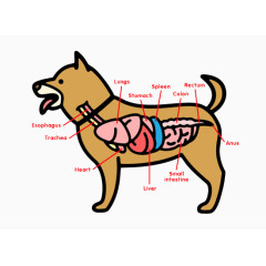 卡通小狗器官