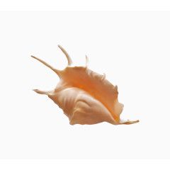 橙色漂亮海螺