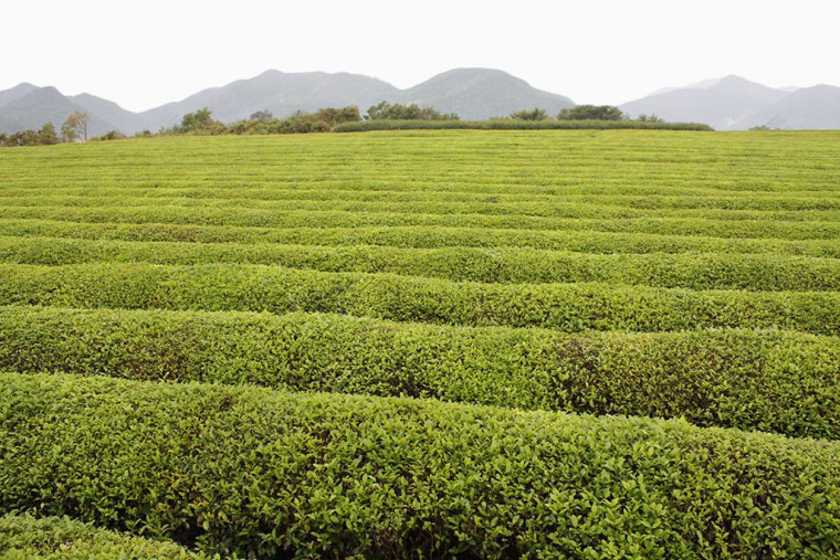 绿色茶田免抠素材