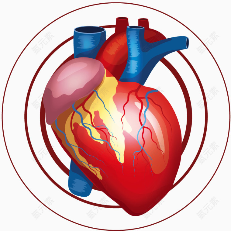 矢量心脏器官循环