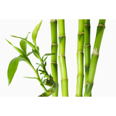 绿色的竹节