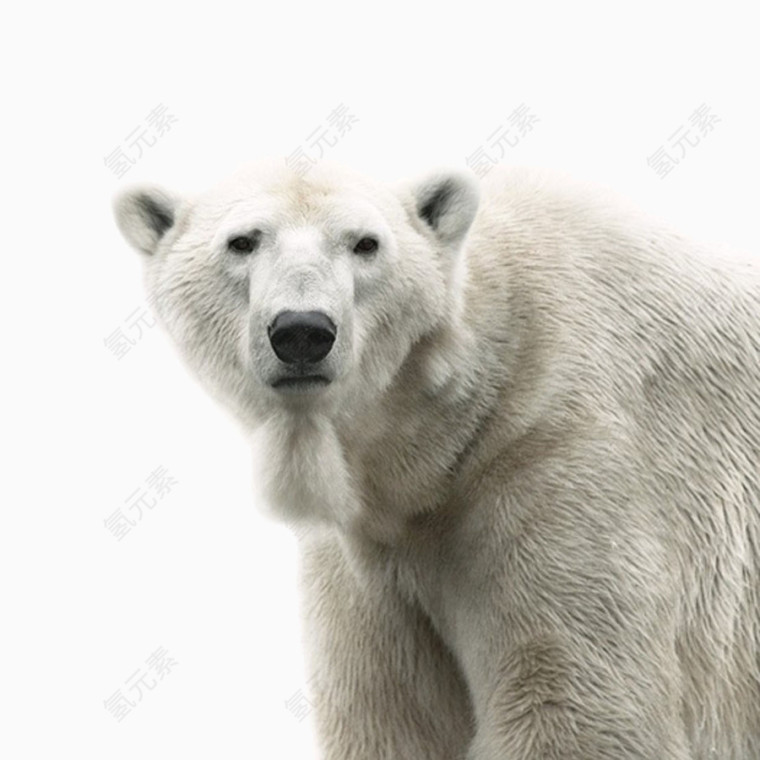 北极熊矢量透明图