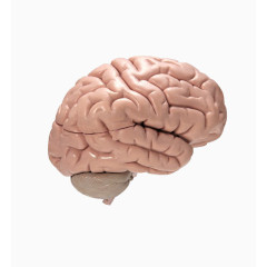人脑结构图