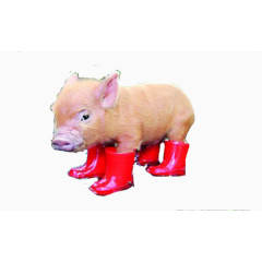 穿雨鞋宠物猪