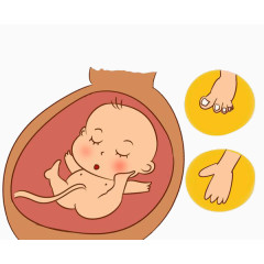 胎儿的手脚生长