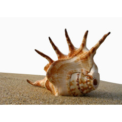 沙滩海螺