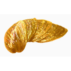 金黄壳
