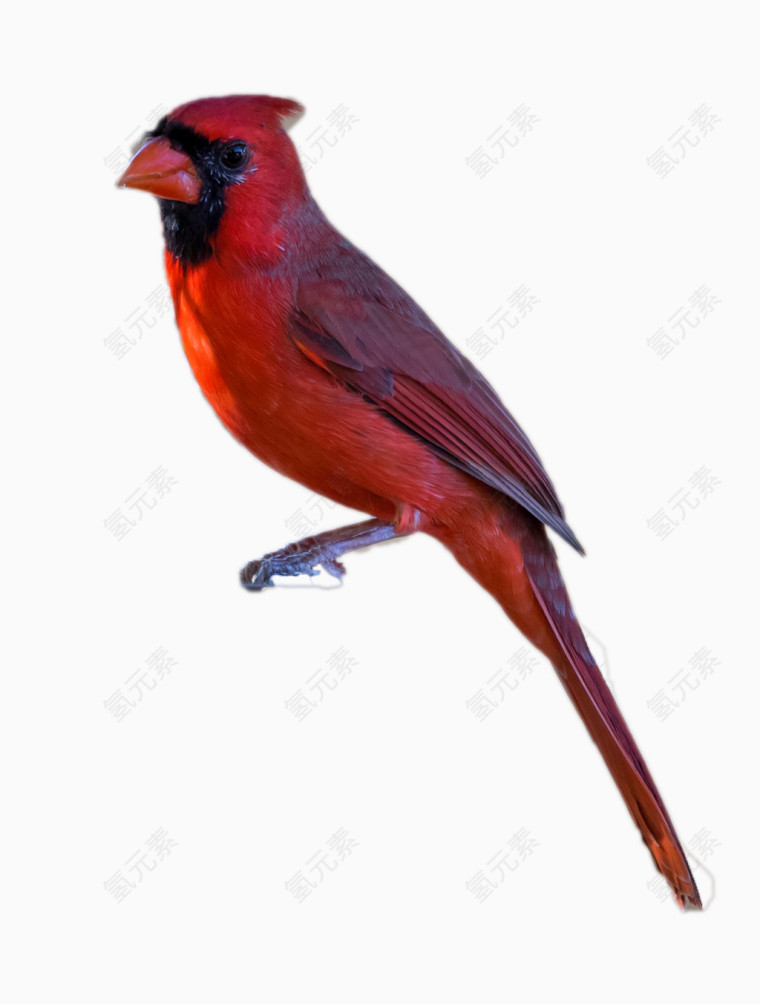红色的鹦鹉