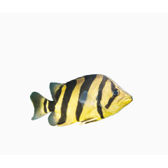 黄黑色鱼