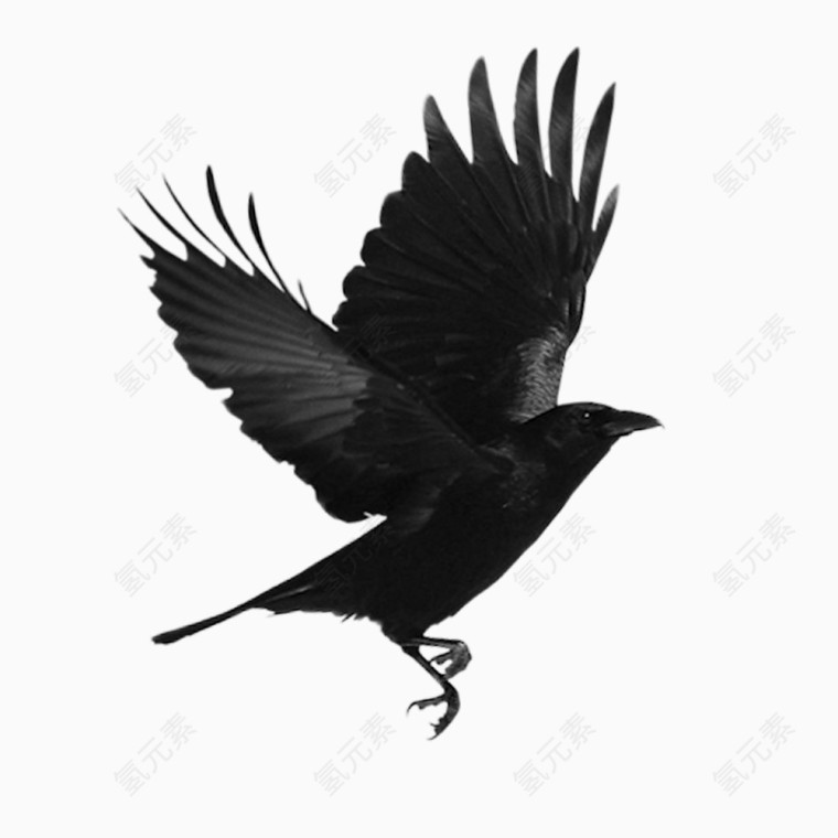 黑色的大鸟