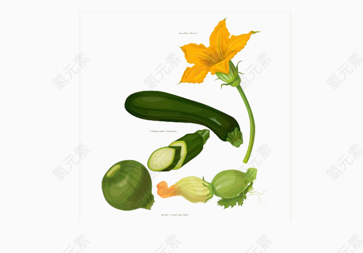 黄瓜蔬菜绿色健康
