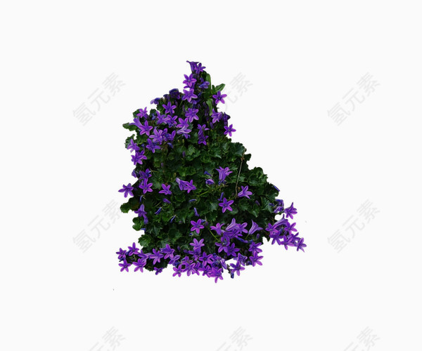 绿紫色花丛