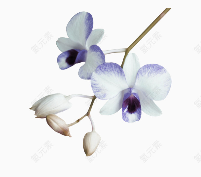 紫色简约兰花装饰图案
