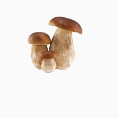 生鲜蘑菇