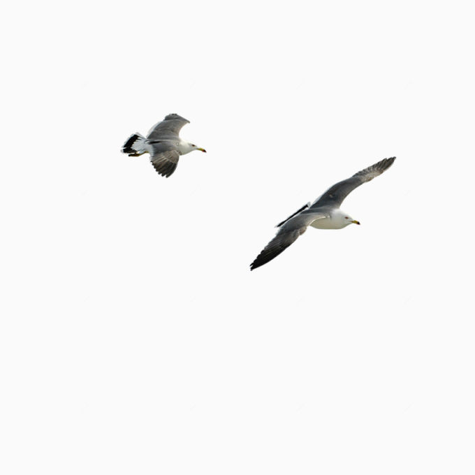摄影飞翔的海鸥下载
