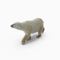 胖北极熊