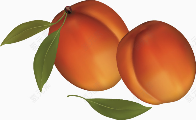 两个桃子水果