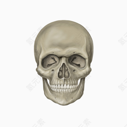 人体头骨图片