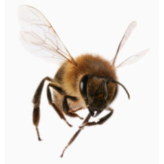 张望的蜜蜂