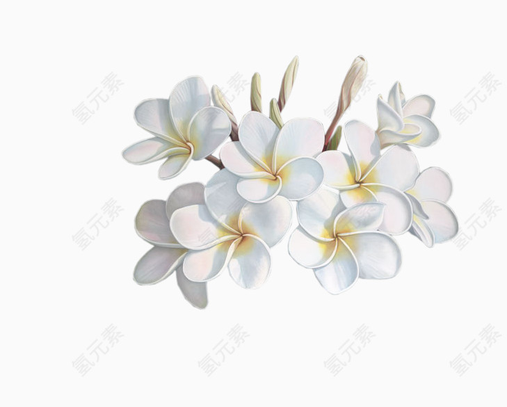 白色纯洁栀子花