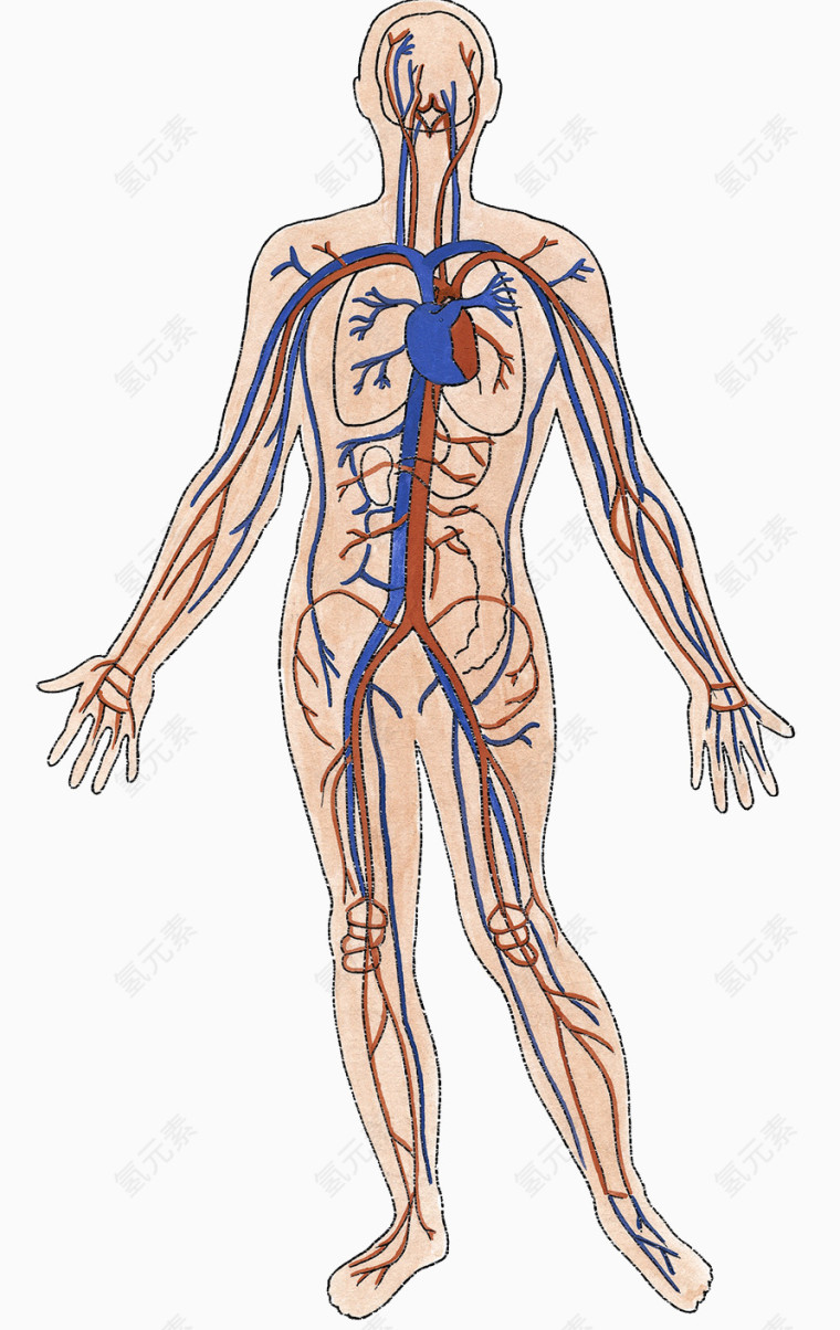 人体血管分布