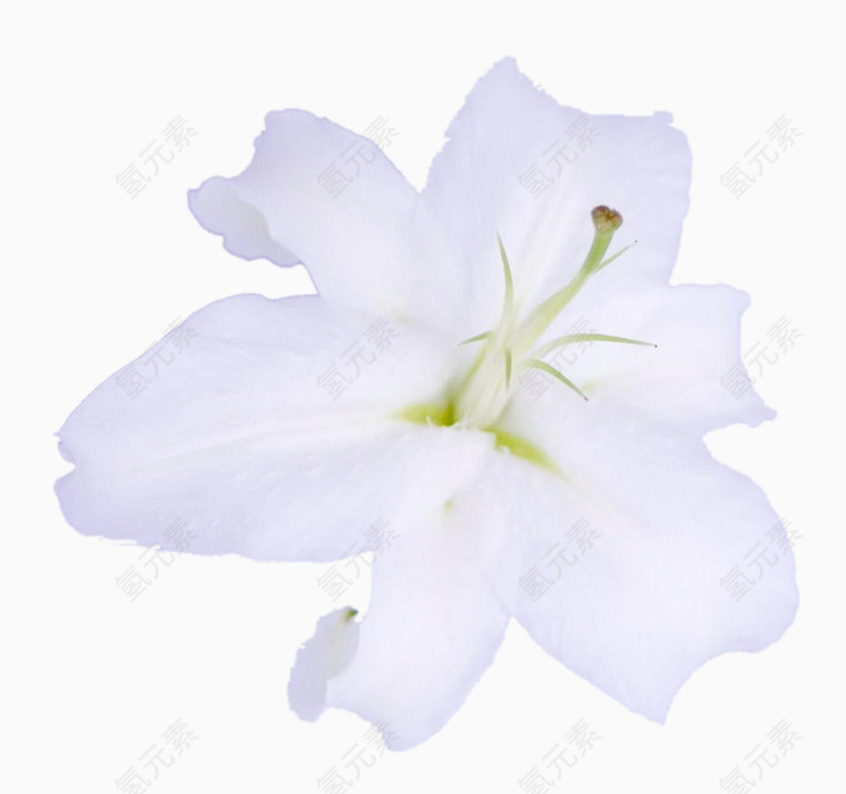 一朵洁白的百合花