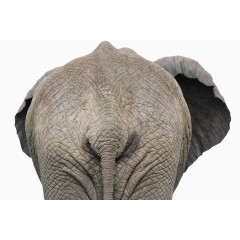 背对着摄像头的非洲象