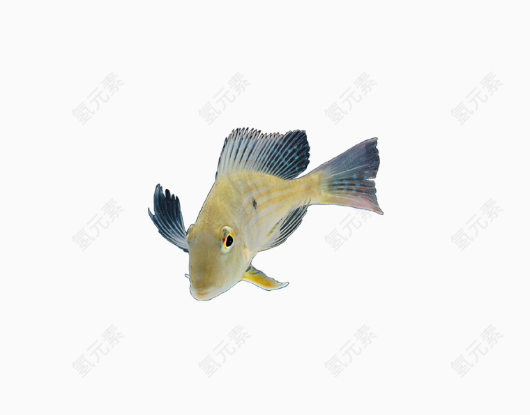 黄色鳆鱼