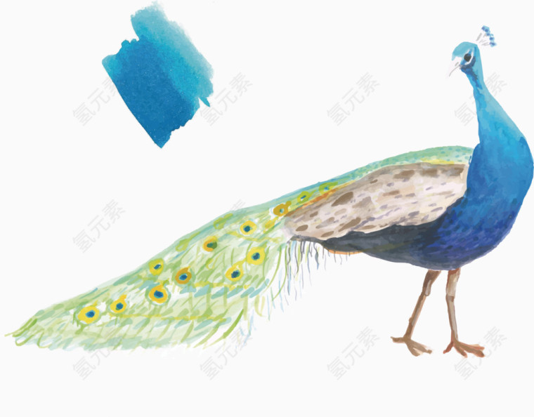 矢量手绘水彩孔雀和孔雀蓝
