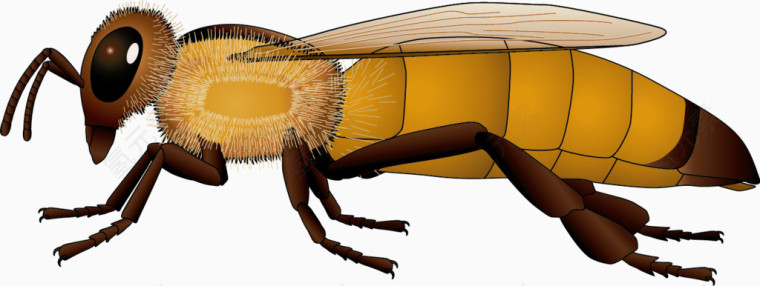 黄色蜜蜂侧面矢量素材