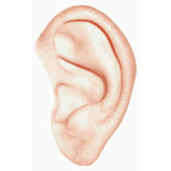矢量拟真耳朵