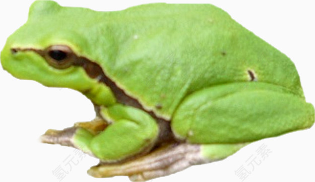 绿色漂亮青蛙