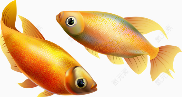 两条金鱼