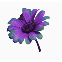 一枝紫色小花