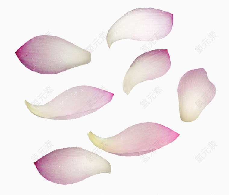 粉色花瓣透明png素材