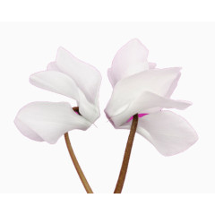 两朵白花