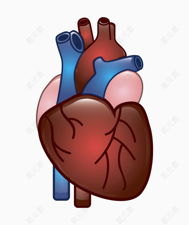 肝脏图标图片