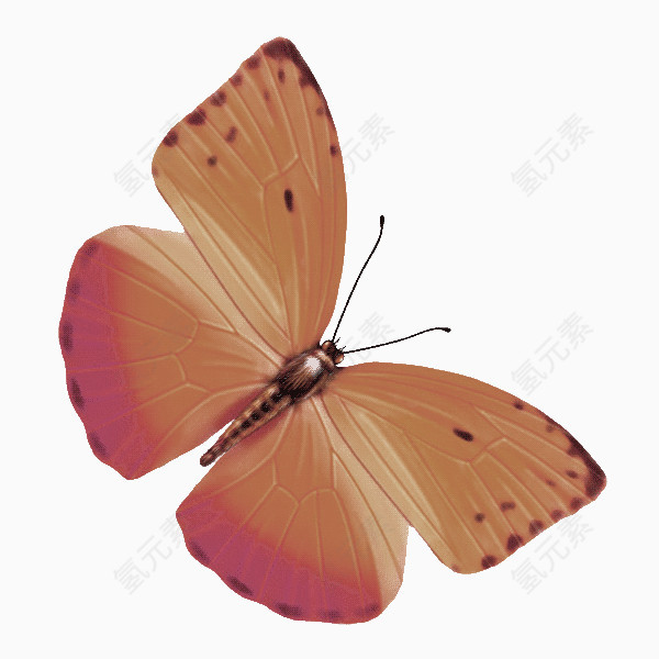 棕色简约蝴蝶装饰图案