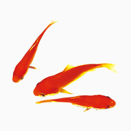 中国风红色鲤鱼新年简约素材