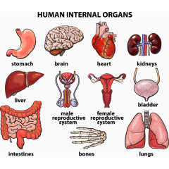 矢量人体解剖